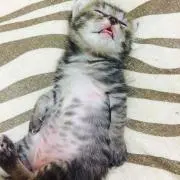 Ｃ。