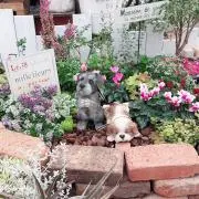 kokomiの画像