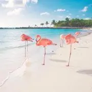 TKの画像