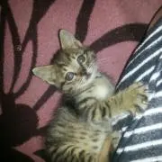 ドラ