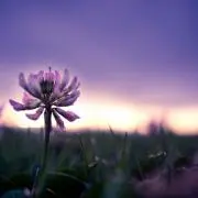 白