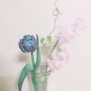 ゆず