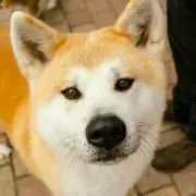 美美