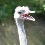 MNKの画像
