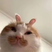 ねこねこ