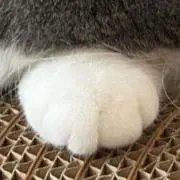 nyanの画像