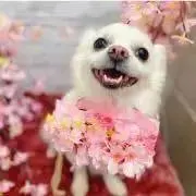 Pittの画像