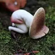 きのこびと