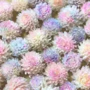 ❀華❀の画像