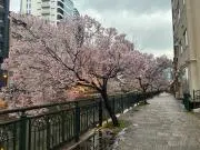 ハピネスの画像