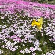 アリオトの画像