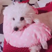 らんちゃむ♡の画像