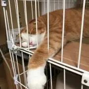ニャンシー