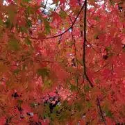 柘榴の画像