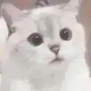杏 / 値下げ対応◎値段ご提示くださいの画像
