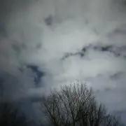 かの画像