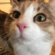 しゃむの画像