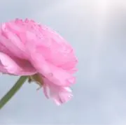 Ranunculusの画像