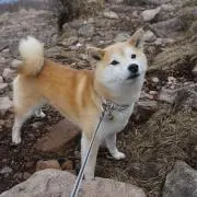 あびの画像