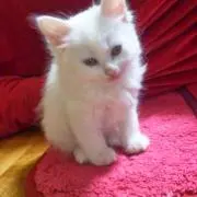 みるく