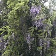 さんなぎの画像