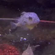舞