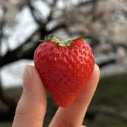 なんの画像