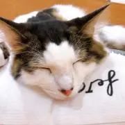 Stellaの画像