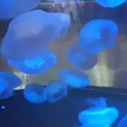 pontakoの画像