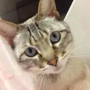 めその画像