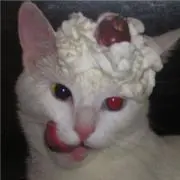 Cats eyeの画像