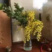 yucca 8/11〜16発送お休みですの画像