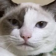 あおたの画像