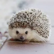 くどうの画像