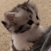 Jujuの画像