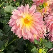 れいたん 即購入◎の画像