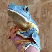 amatunoの画像