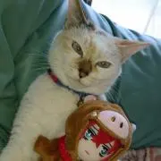 ぼちの画像