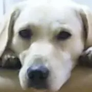 らぶぶ