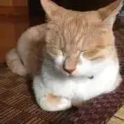あおいの画像