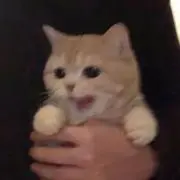 ひの画像