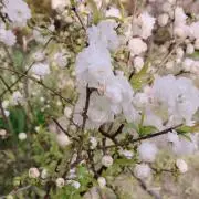 koburiの画像