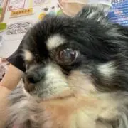 きちの画像