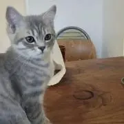 ハルの画像