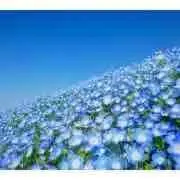 青い花..＊〜〜〜〜の画像