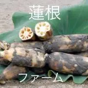 蓮根　ファーム