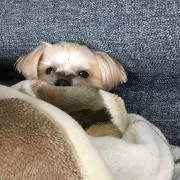 ココア