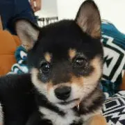 かほの画像