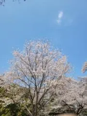 ぺこの画像