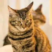 ねこ助の画像